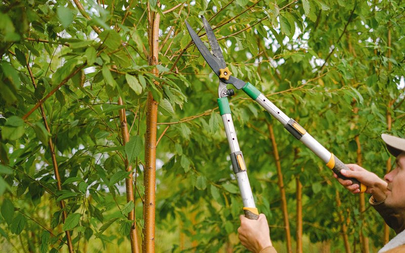 Tree trimming in Adairsville, GA